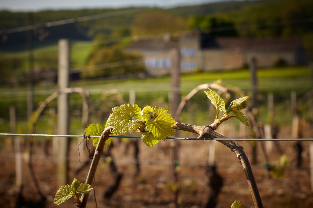 Les Maisons Vigneronnes Ozenay Exterior photo